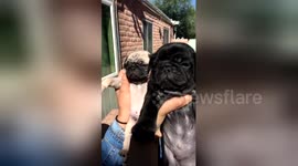Pug owner recreates solar eclipse with pets