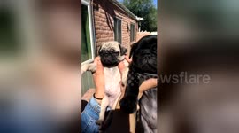Pug owner recreates solar eclipse with pets