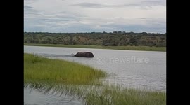 Botswana. Kasane. Chobe NP. Boat Cruise (4) Elephant swimming. 2016