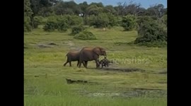 Botswana. Kasane. Chobe NP. Boat Cruise (6) Baby elephant running. 2016