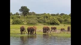 Botswana. Kasane. Chobe NP. Boat Cruise (7) Herd of elephants drinking from the river. 2016