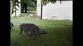 Botswana. Kasane. Chobe NP. Boat Cruise (9) Warthogs inside of the hotel. 2016