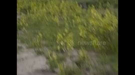 Botswana. Kasane. Chobe NP. Game Drive (1) Birds running. 2016