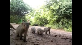 Botswana. Kasane. Mongoose family waking me up in the tent. Narrado. 2016