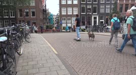 Newsflare Edit - Dog takes skateboarding man for a walk in Amsterdam