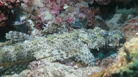 Is it a Crocodile or a fish? 