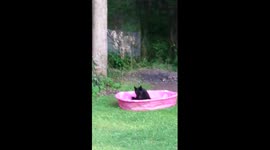 Bear cubs playing in pool