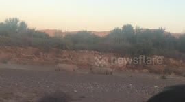 Young male rhinos sparring in Southern Africa