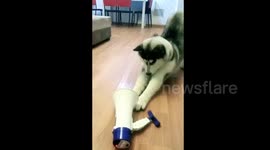 Man remotely controls his dog by playing his order through megaphone
