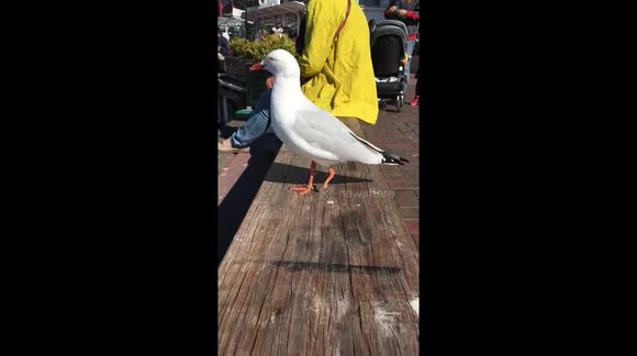 Seagull has one leg