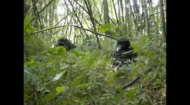 D. R. Congo. Virunga N. P. Gorilla trek. Bukima. 2016 (6) Silver back & female sitting