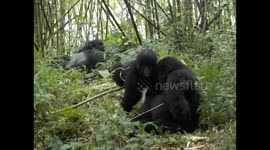 D. R. Congo. Virunga N. P. Gorilla trek. Bukima. 2016 (8) Baby disturbing mom