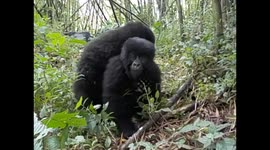 D. R. Congo. Virunga N. P. Gorilla trek. Bukima. 2016 (10) Baby & mom moving