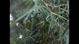 D. R. Congo. Virunga N. P. Gorilla trek. Bukima. 2016 (13) Baby hanging from bamboo