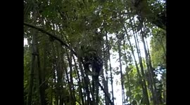 D. R. Congo. Virunga N. P. Gorilla trek. Bukima. 2016 (16) Silver back sitting & baby landing from bamboo