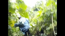 D. R. Congo. Virunga N. P. Gorilla trek. Bukima. 2016 (17) crossing forest with machete