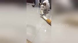 Cat is terrified of vacuum cleaner