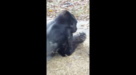 gorilla poops and eats it