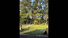 Man cuts tree and its a disaster