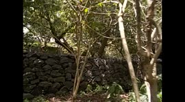 Ethiopia. Bahir Dar. Tana Lake. Lago Tana. Monos, monkeys. 2016