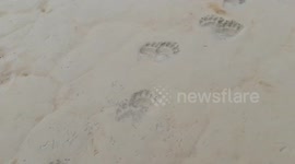 Footage of close encounter with polar bears in Spitsbergen