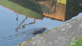 le rat gondin de  MME Crisan