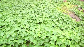 最牛住户 爬山虎“爬出”空调楼