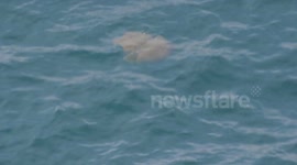 Barrel Jellyfish spotted in Cornwall