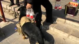 Dog delivers 4,500 bottles of beer in two years