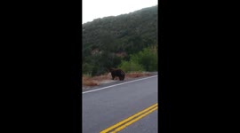 Same bear that attacked elderly couple, still curious and willing to approach