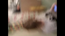 Student drinking games - student forfeit - lick the kitchen floor