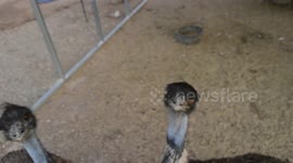 Newsflare Edit - Emu bites camera thinking it was food