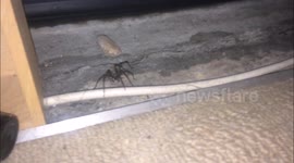 How to catch a Spider