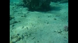 Jordania. Jordan. Aqaba. Red sea. Mar rojo. Snorkel coral and fishes. Vídeo submarino. 2016 (1)