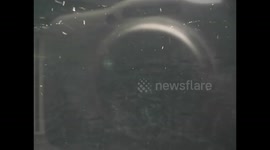 Kuwait. Scientific centre. Aquarium. 2016 (3) Nutrias y tortugas nadando. Otters & turtles II