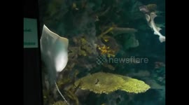 Kuwait. Scientific centre. Aquarium. 2016 (9) Rays and sharks. Rayas y tiburones
