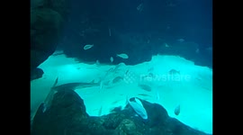 Kuwait. Scientific centre. Aquarium. 2016 (11) Guitar fish. Pez guitarra