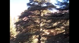 Líbano. Lebanon. The Cedars. Cedars forest. Bosque de cedros milenarios. 2016