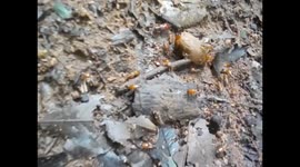 Malawi. Livingstonia (3) Concentración de termitas en el camino. Termits. 2016