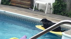 Dog tries to avoid bath