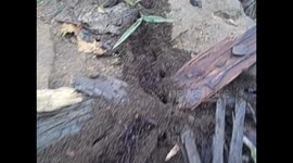 Malawi. Zomba Plateau. Autopista de hormigas. Ants highway. 2016