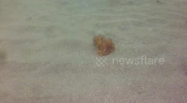 Octopus at Talland bay 2