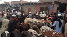 People Buy Cattle For Upcoming Eid Al Adha Festival In Pakistan People Buy Cattle For Upcoming Eid Al Adha Festival In Pakistan