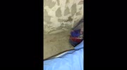 temp