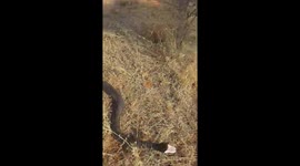 Man finds massive wild rock python in South Africa
