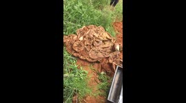 68 baby Southern African Pythons relocated