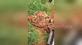 Newsflare Edit - 68 baby Southern African Pythons relocated