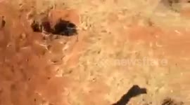 Catching a 4.7m Southern African Python to relocate from a game farm