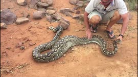 Python regurgitating a baby Black Impala