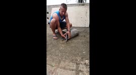 3.5m Southern African Python regurgitating a goat